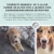 Annimally Zahnpflege Pulver für Hunde I Mittel gegen Zahnstein Hund - Natürliche besonders effektive Zahnreinigung bei Gelben Zähnen, Mundgeruch und Plaque (100 g) - 3