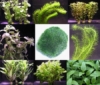 WFW wasserflora Anti-Algen-Set, schnellwachsene 5 Arten + 1 Mooskugel (ca. 5 cm, 8-15 Jahre alt) - 1