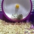zfdg Kleintierspielzeug Laufrad, Hamsterrad, Übungsrad für Hamster, Silent Hamster Wheel, Hamsterrad Kunststoff, für Totoro Mouse Eichhörnchen Kleintier Haustier Sporttrainingsspielzeug (Rosa) - 7