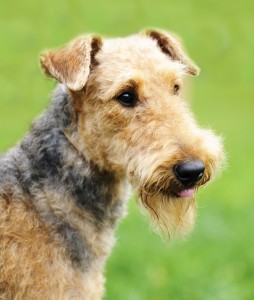 Airedale Terrier / © 123RF / Vitaliy Shabalin
