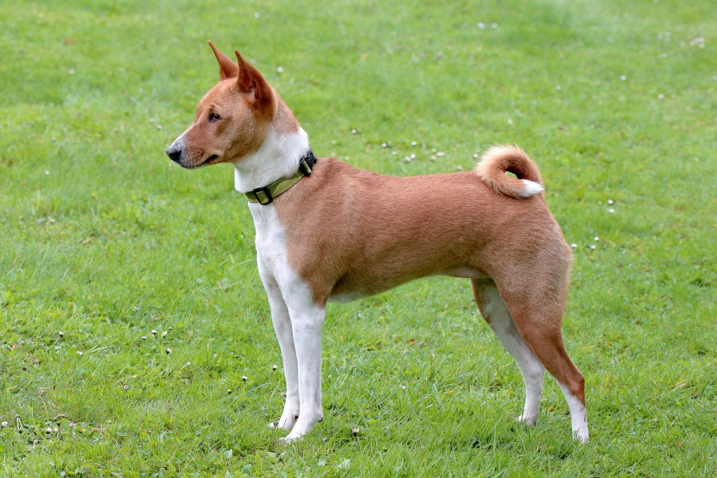 Basenji im Garten