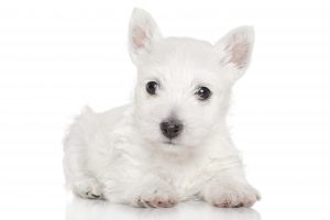 Westhighland Terrier Welpe / © 123RF / fotojagodka