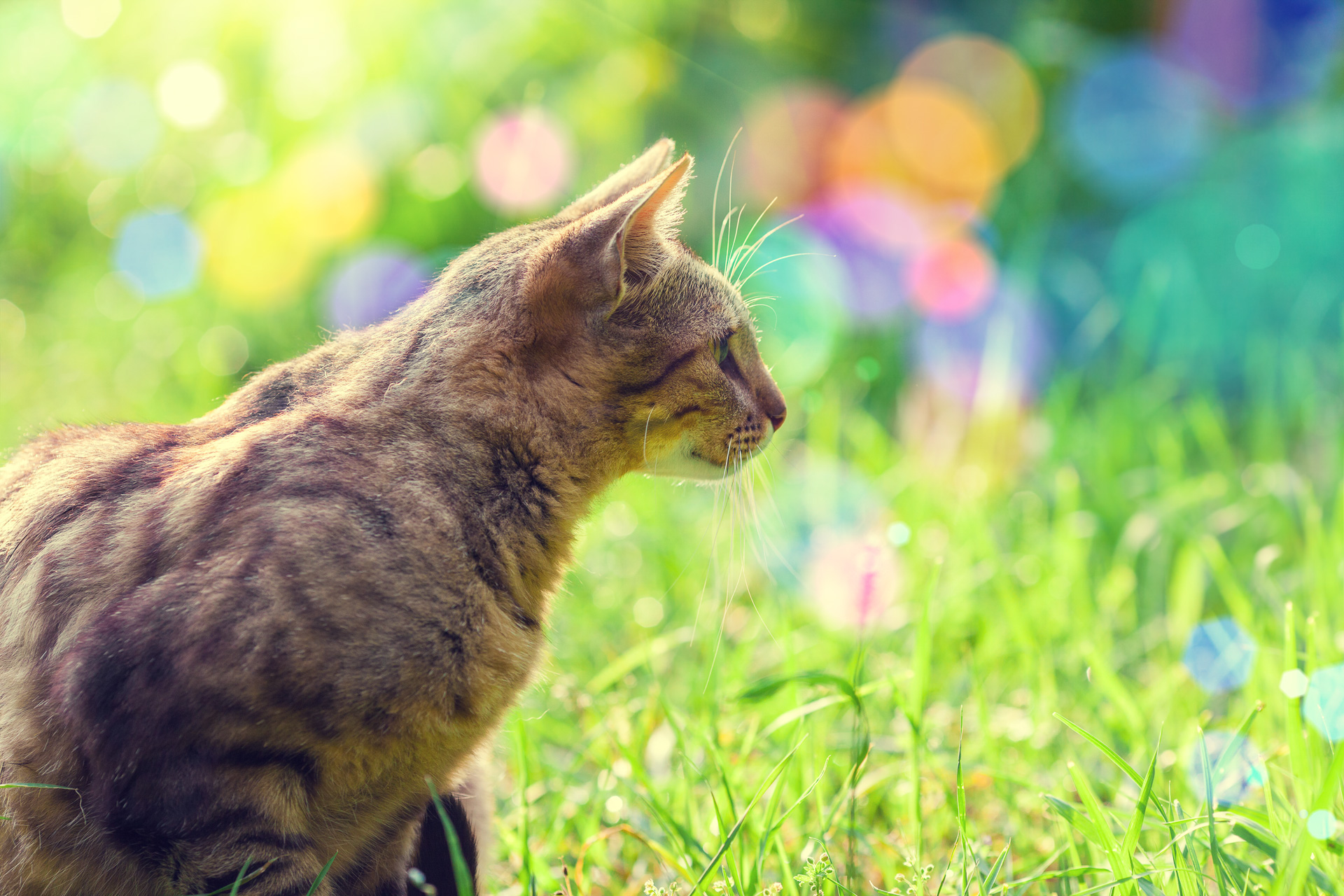 Anschaffungskosten einer Katze