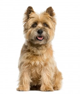 Cairn Terrier / © 123RF / Eric Isselee