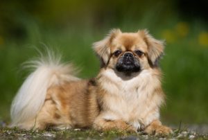 © 123 RF Mikkel Bigandt