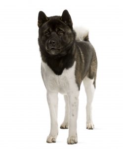 Akita Inu / © 123 RF Eric Isselee