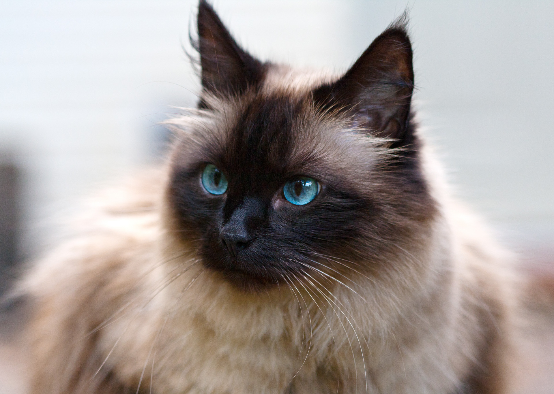 Ragdoll Haustierratgeber.de