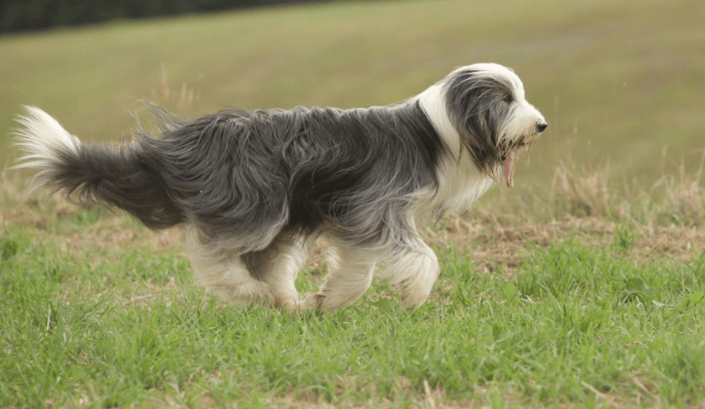 Bearded Collie