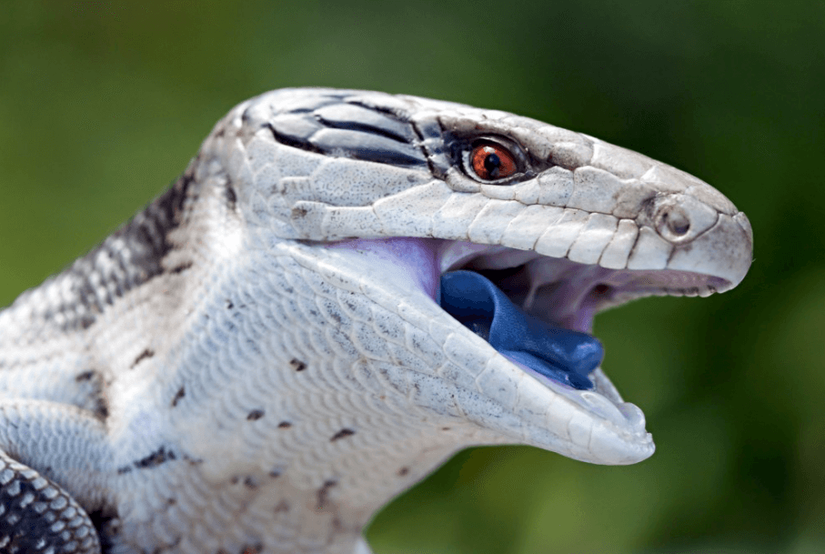 Blauzungenskink