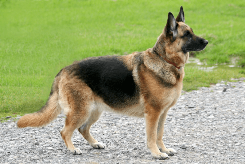 Deutscher Schäferhund