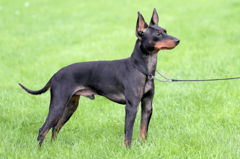 English Toy Terrier