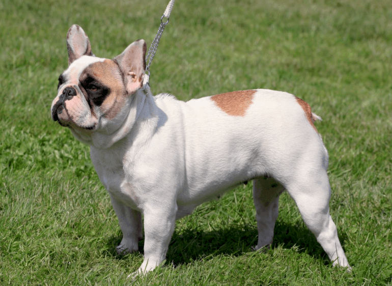 Französische Bulldogge