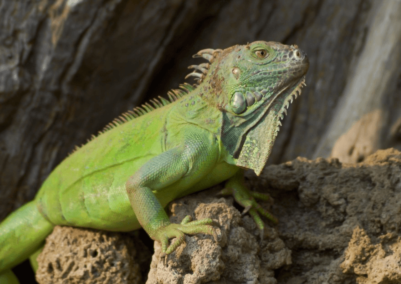 Grüner Leguan