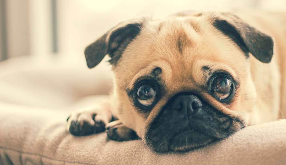 Hundekosten