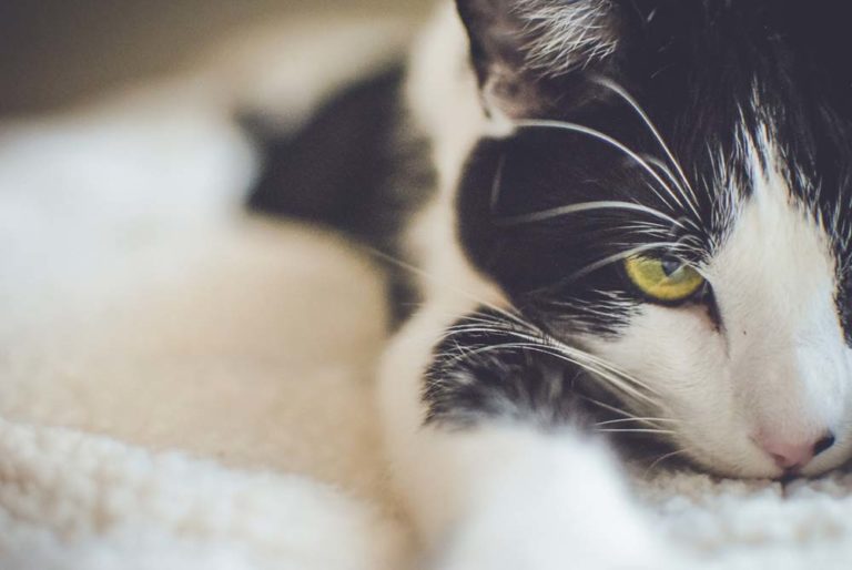 Regelmäßige Kosten für Katzen Haustierratgeber.de