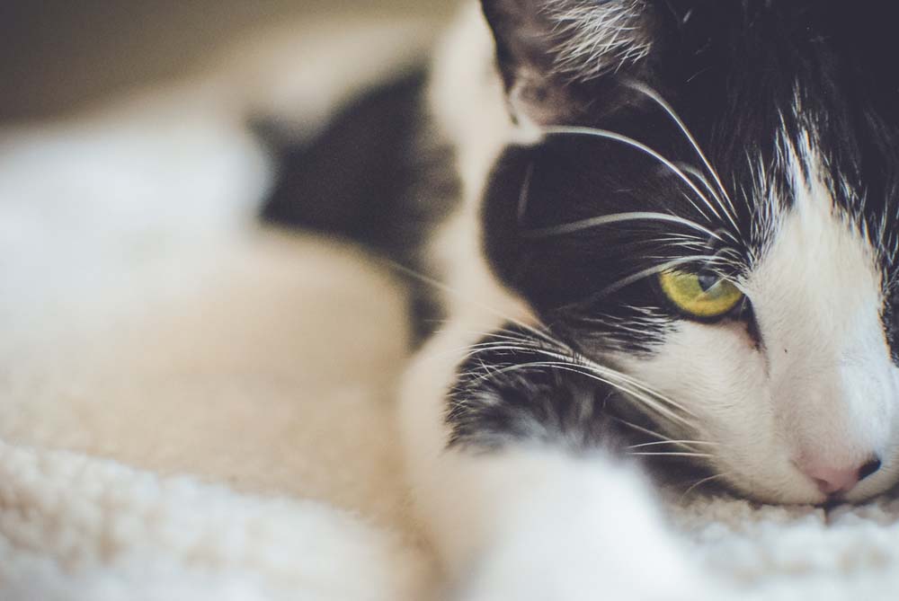 Regelmäßige Kosten für Katzen