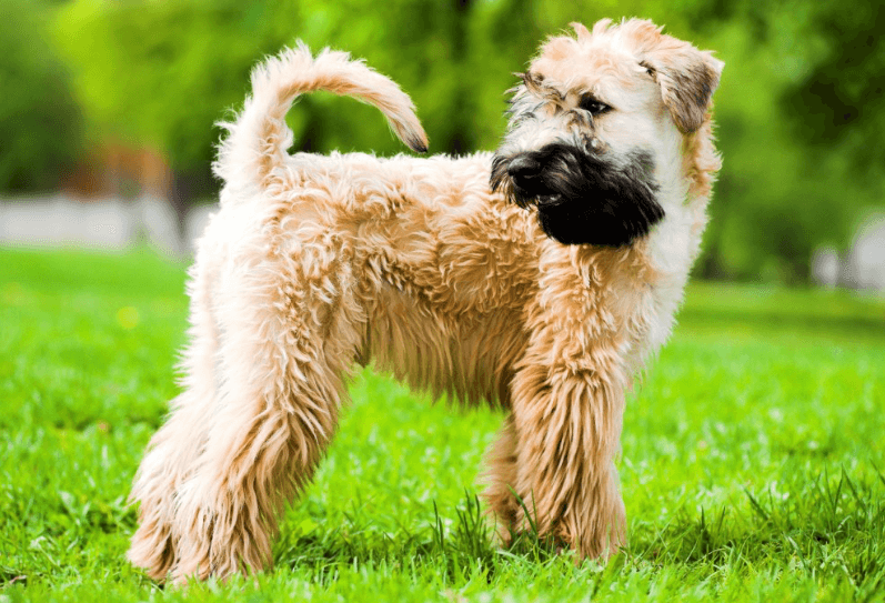 Soft Coated Wheaten Terrier