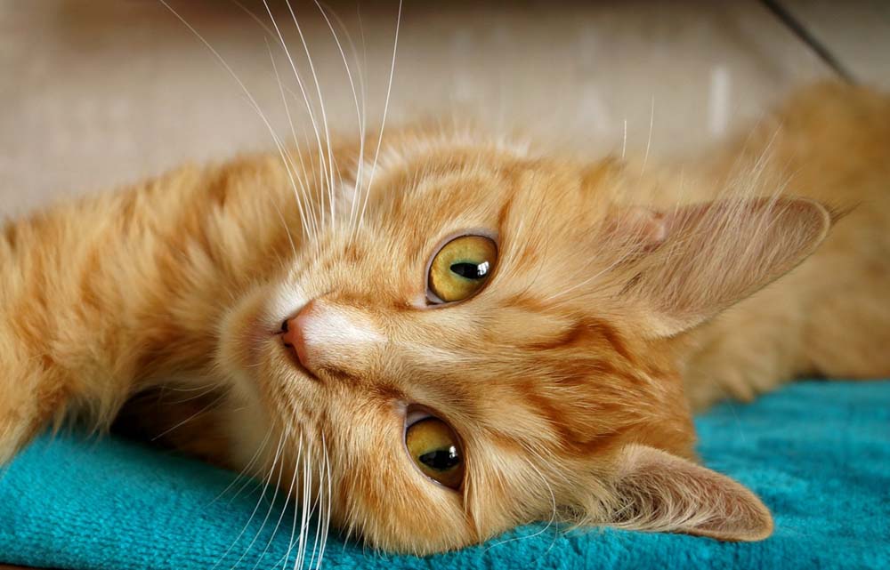 Voraussetzungen für die Katzenhaltung