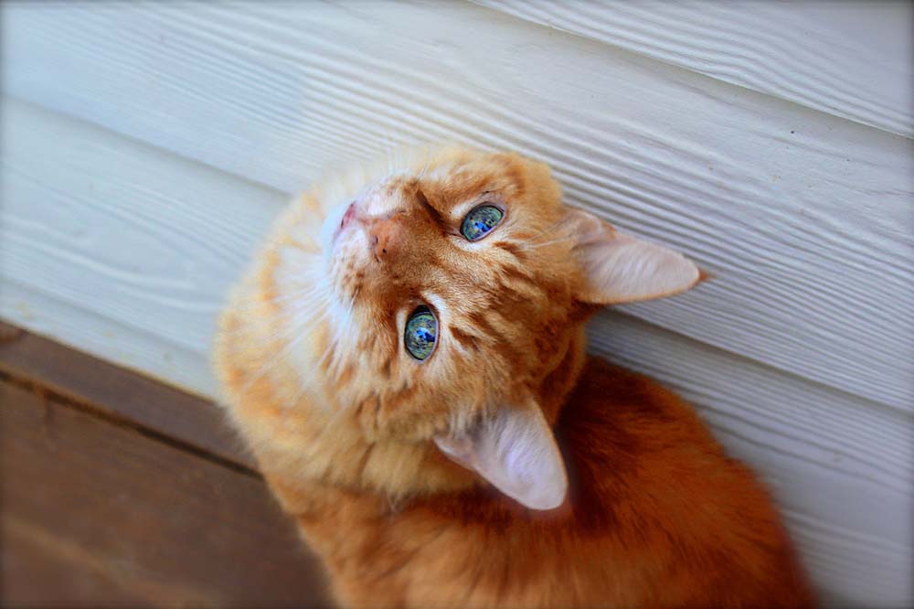 Wissenswertes über Katzen