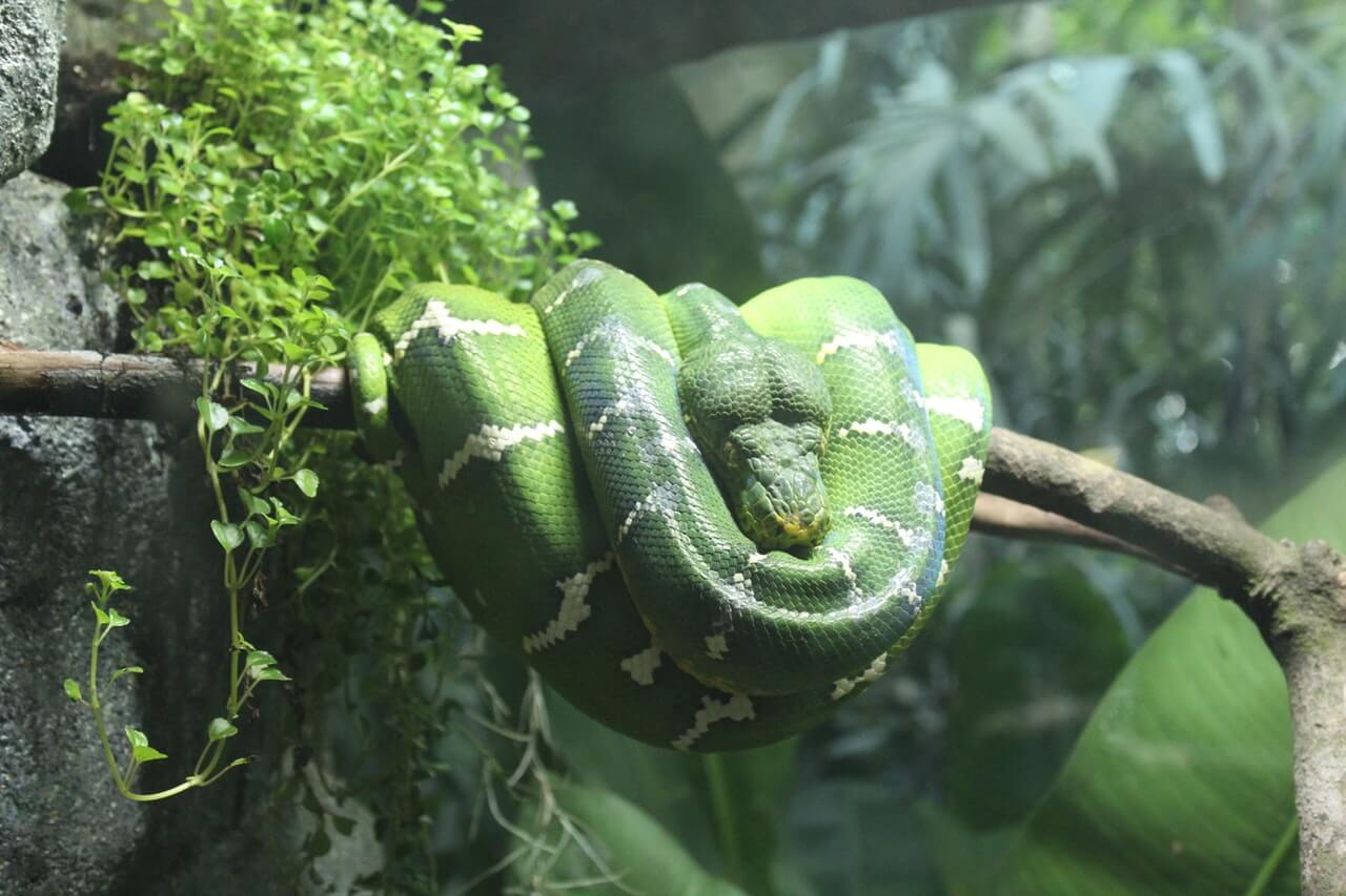 Zeitaufwand für Reptilien