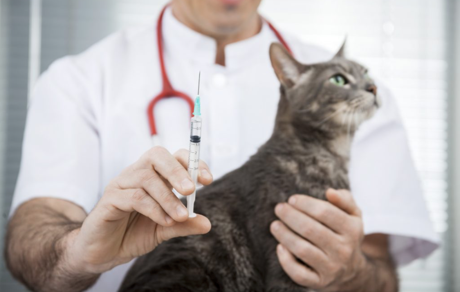 Zusatzkosten für Katzen