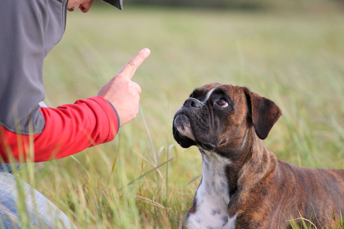 boxer
