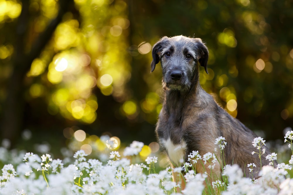 irischer-wolfshund