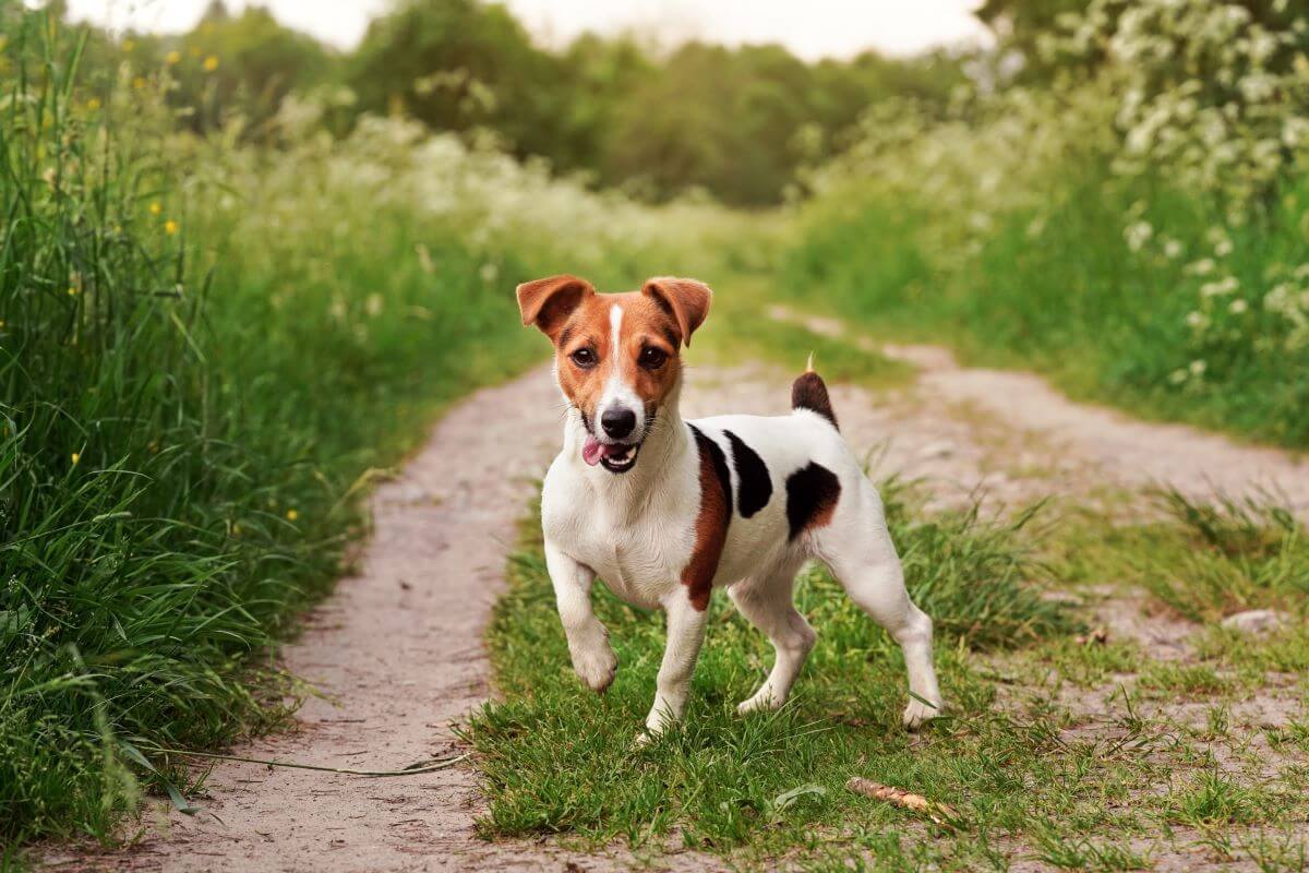 jack-russell-terrier