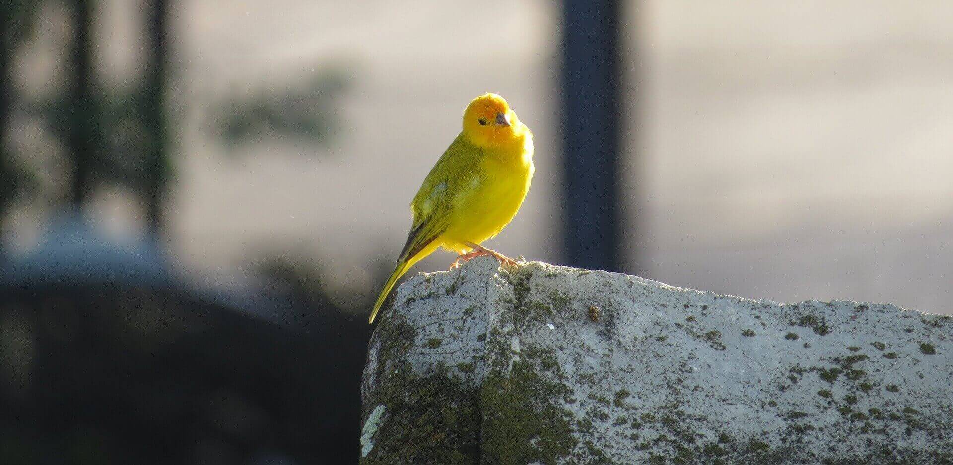 Kanarienvogel