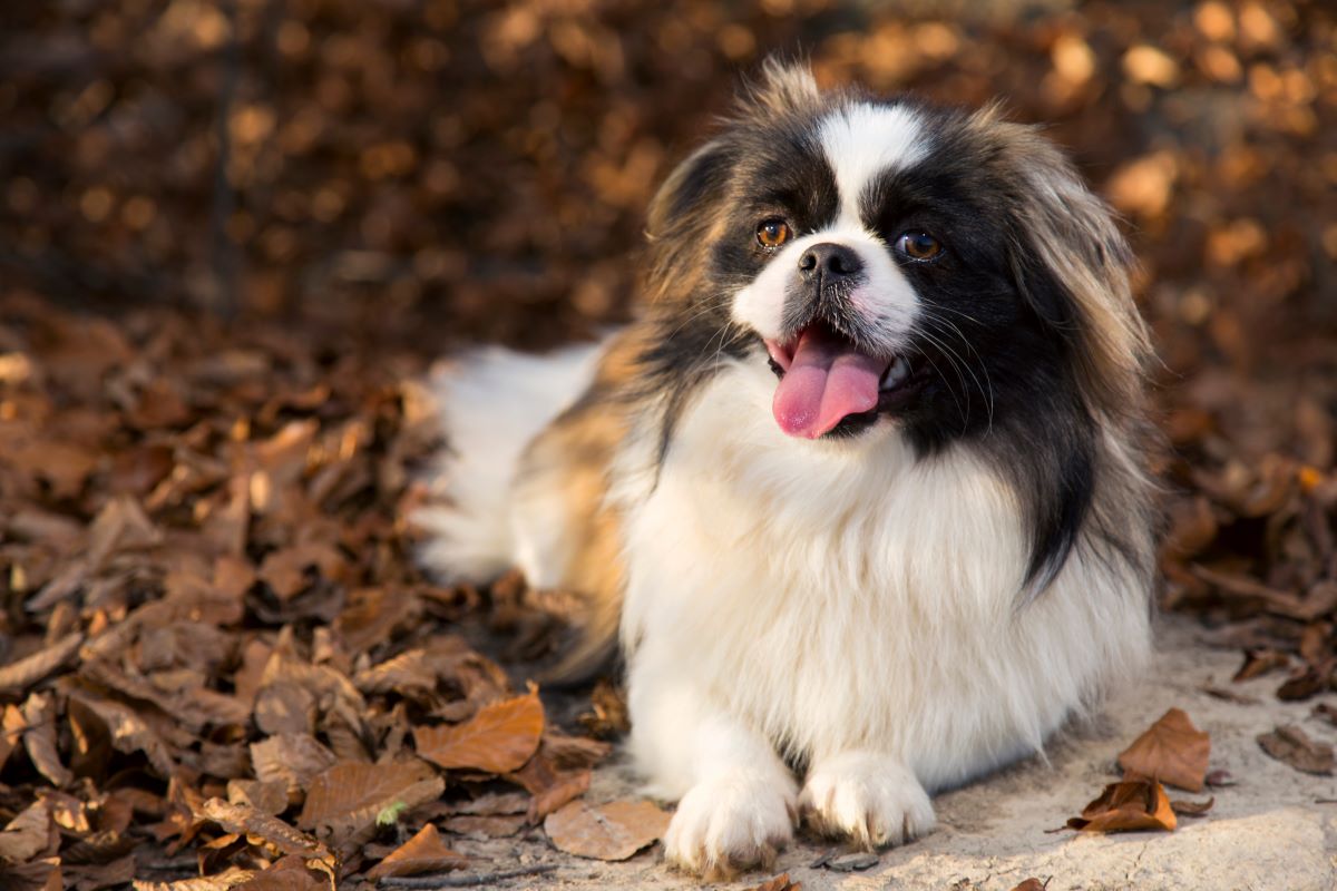 pekingese