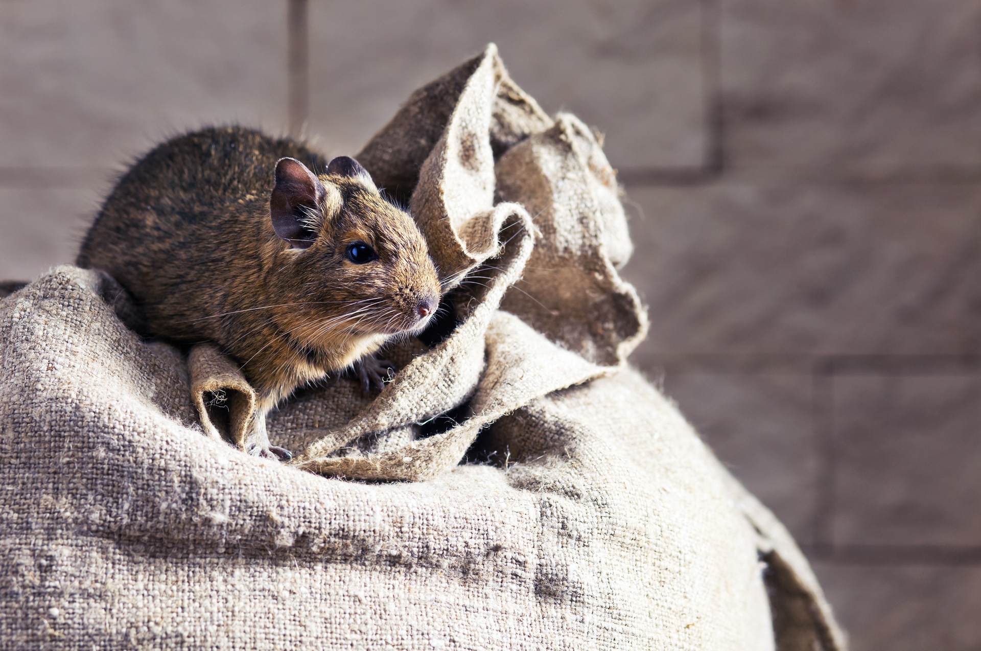 Degu