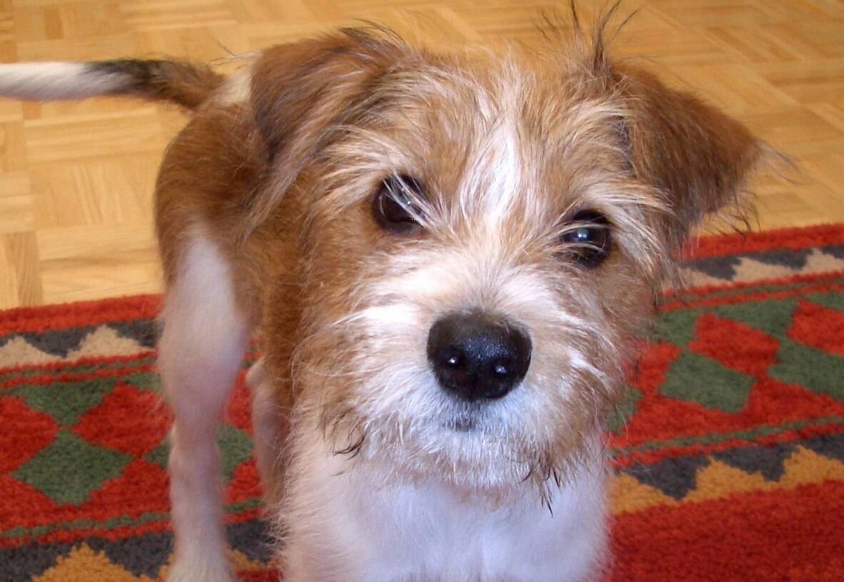 Kromfohrländer Alles was Sie über diese Hunderasse wissen müssen!