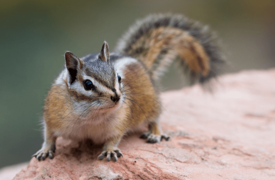 Streifenhörnchen