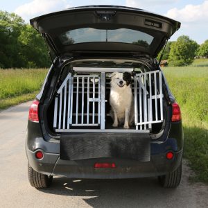 Dog pet in a car wants to travel