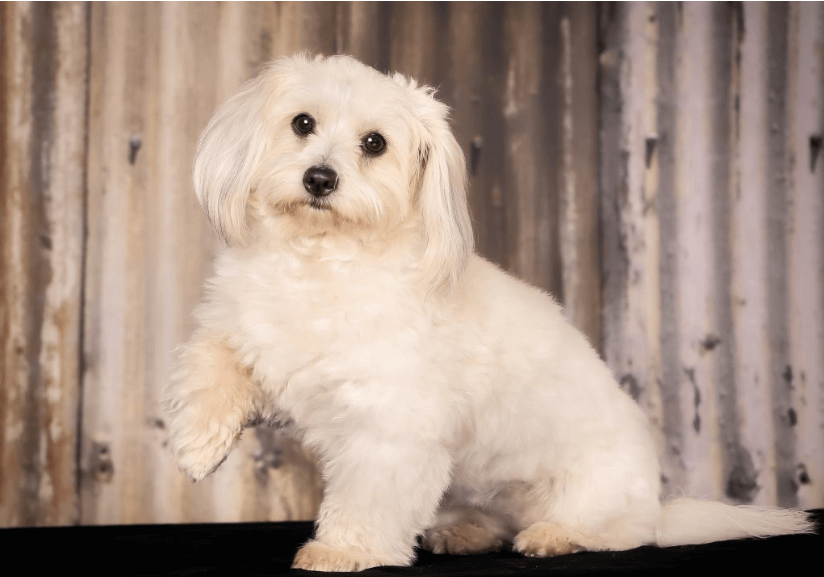 Coton de Tulear