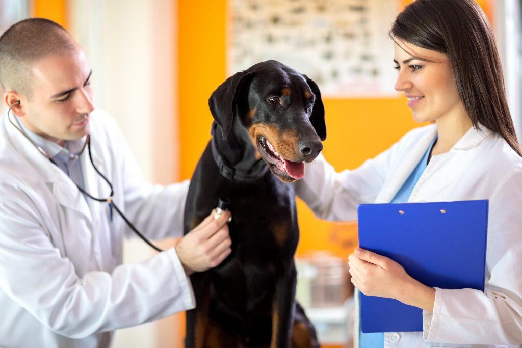 Veterinarians checking up sick Great Done dog with stethoscope in vet clinic