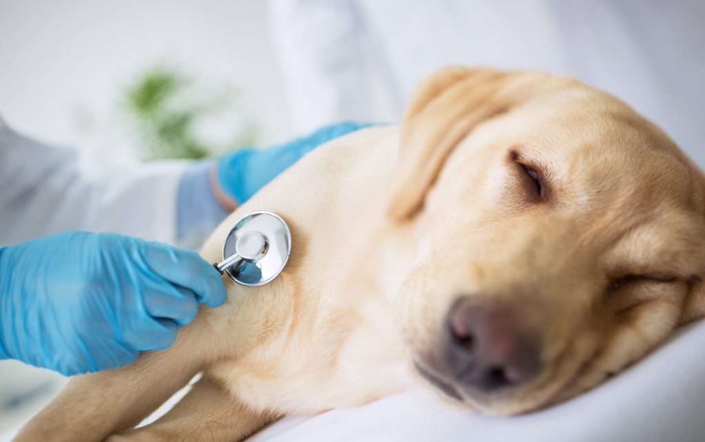 Vet examination sick dog