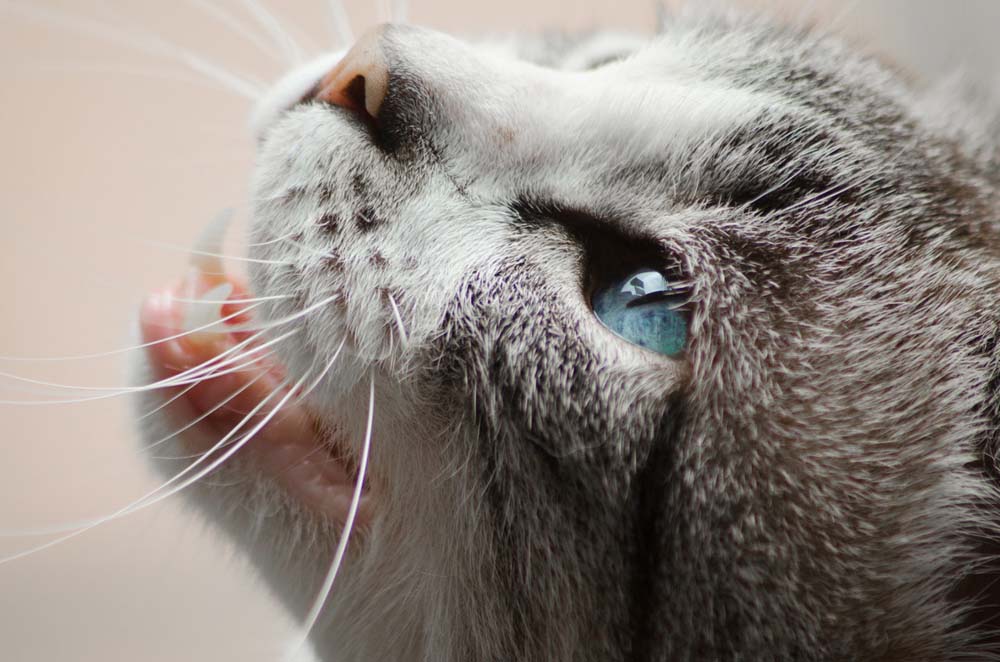 15 erstaunliche Fakten über Katzen