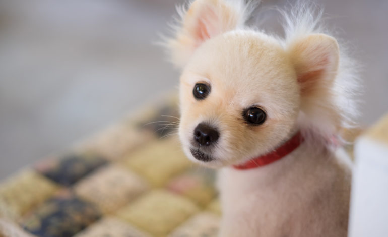 Wie wird mein Hund stubenrein? Haustierratgeber