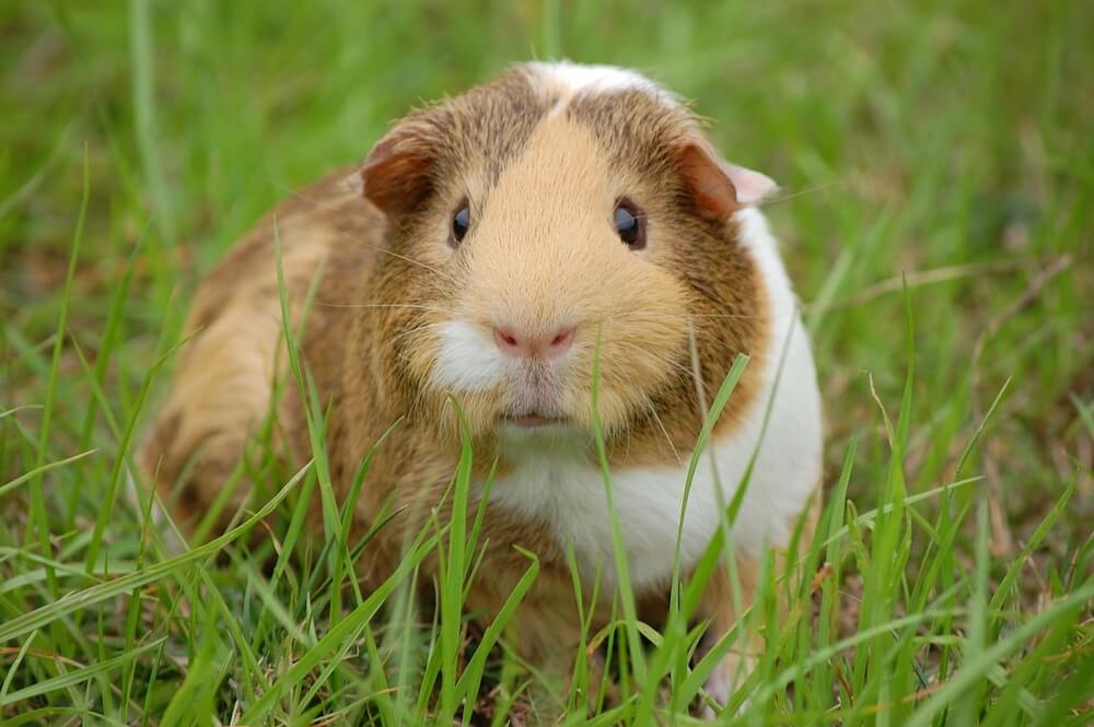Meerschweinchen Gesellige Nager