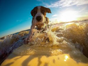 Hund im Urlaub