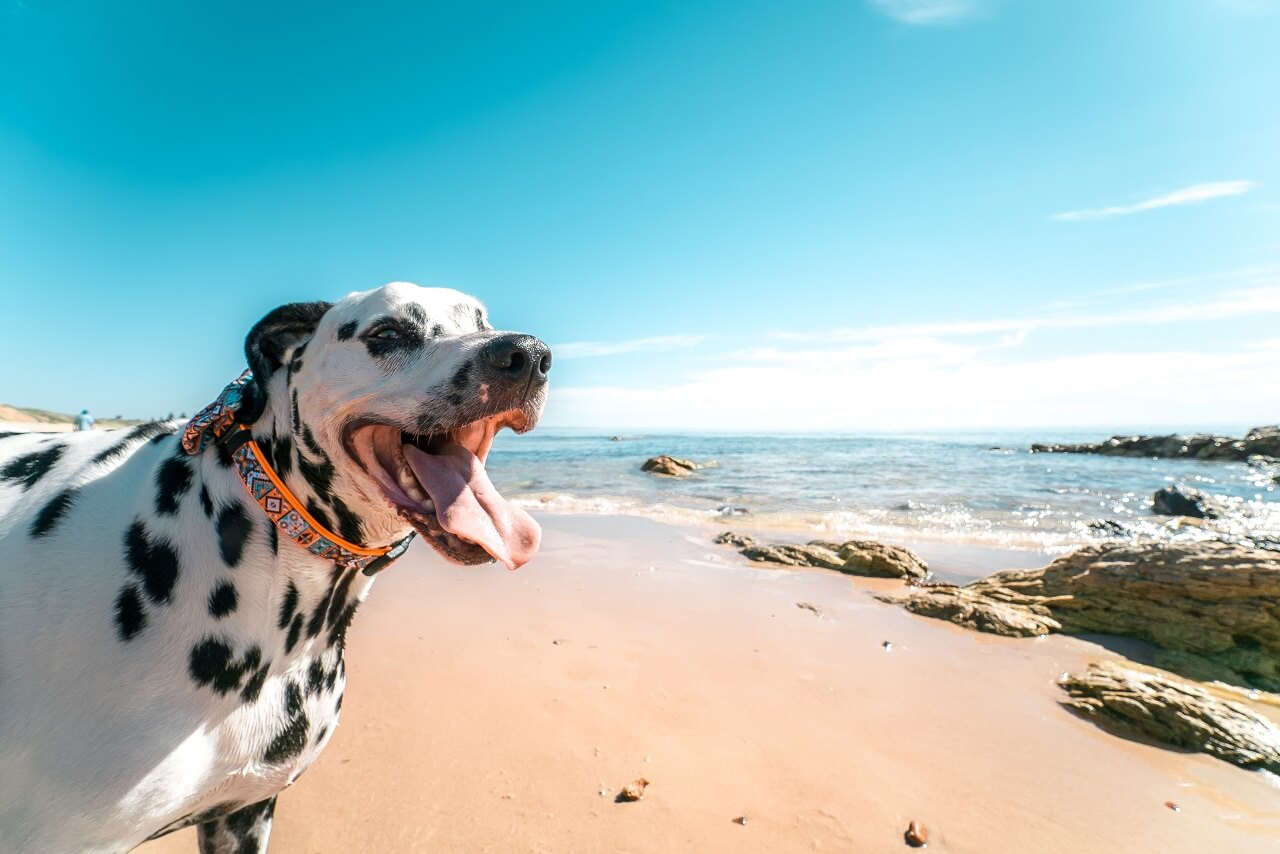 Urlaub mit Hund