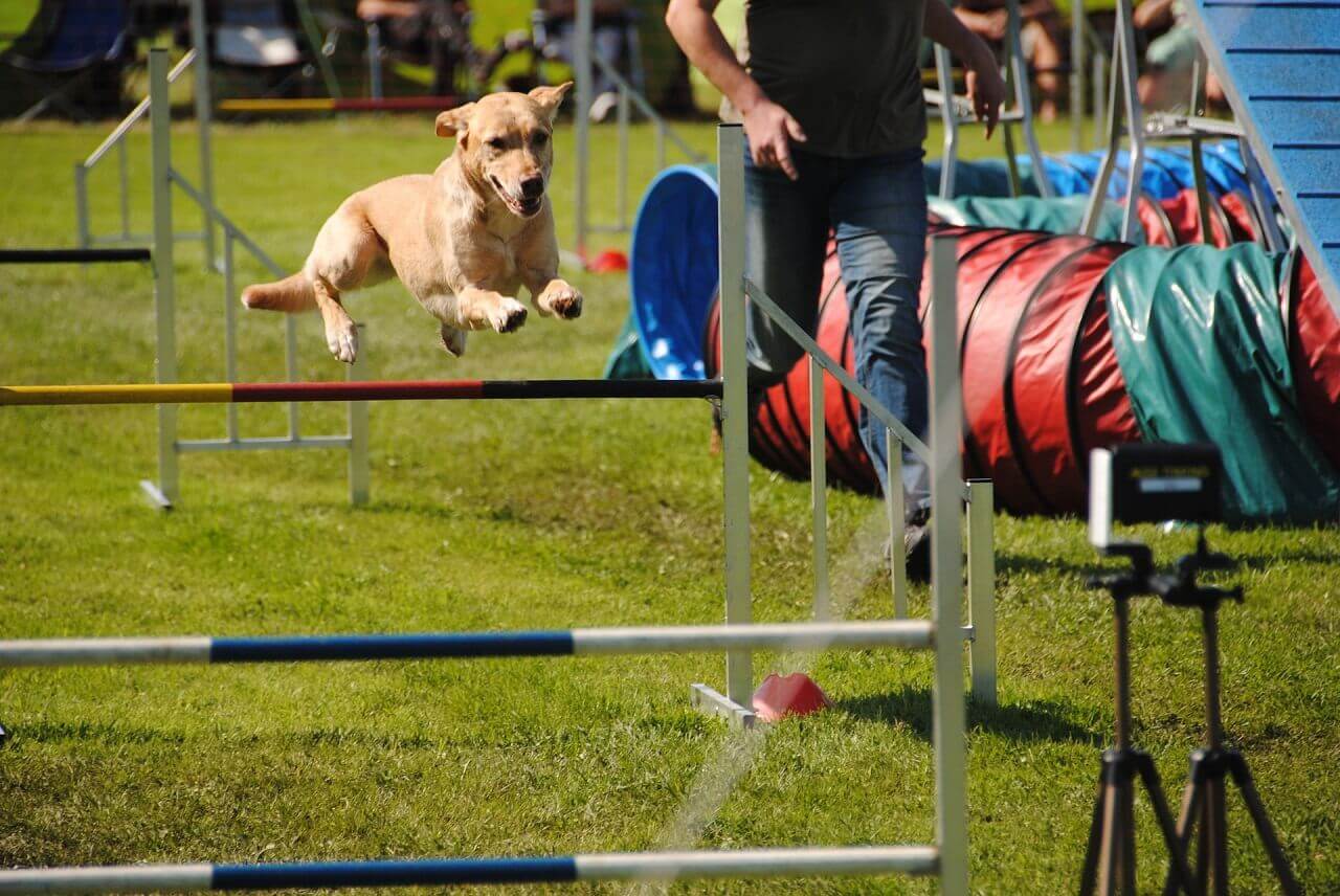 Hundesport