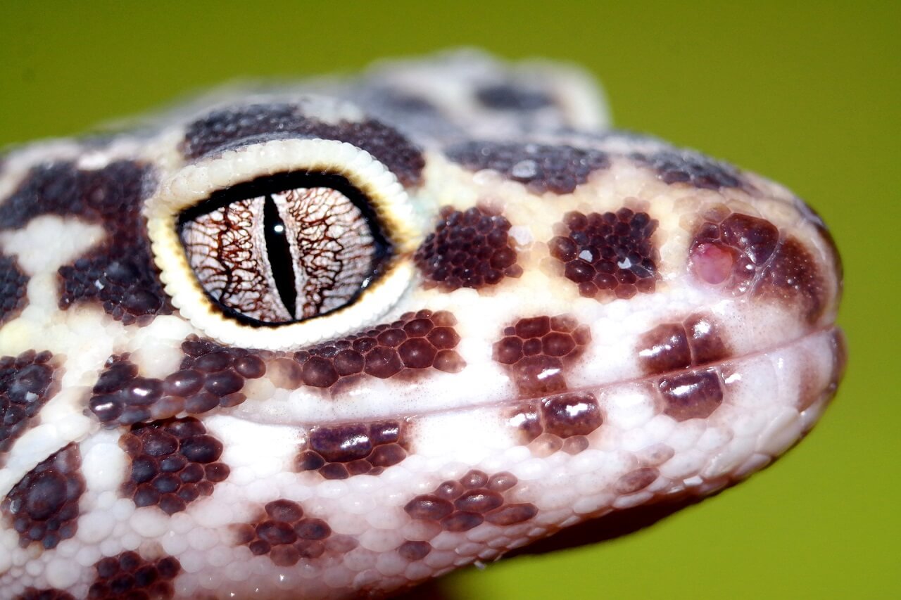 Leopardengecko