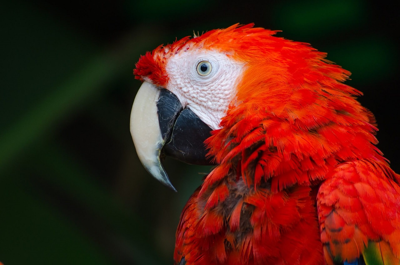 Papagei als Haustier - Alles was du über Papageien wissen musst