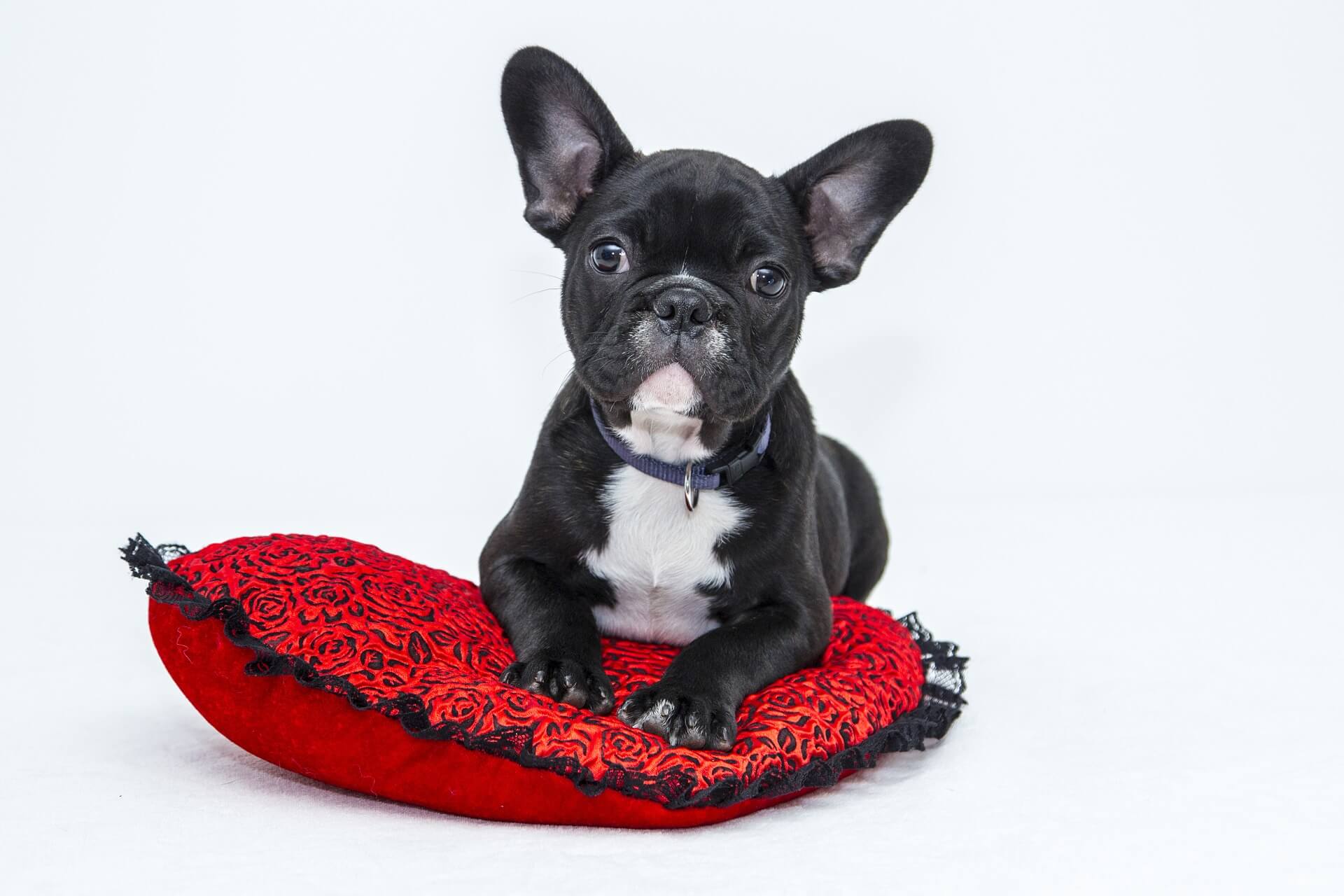 Bulldogge