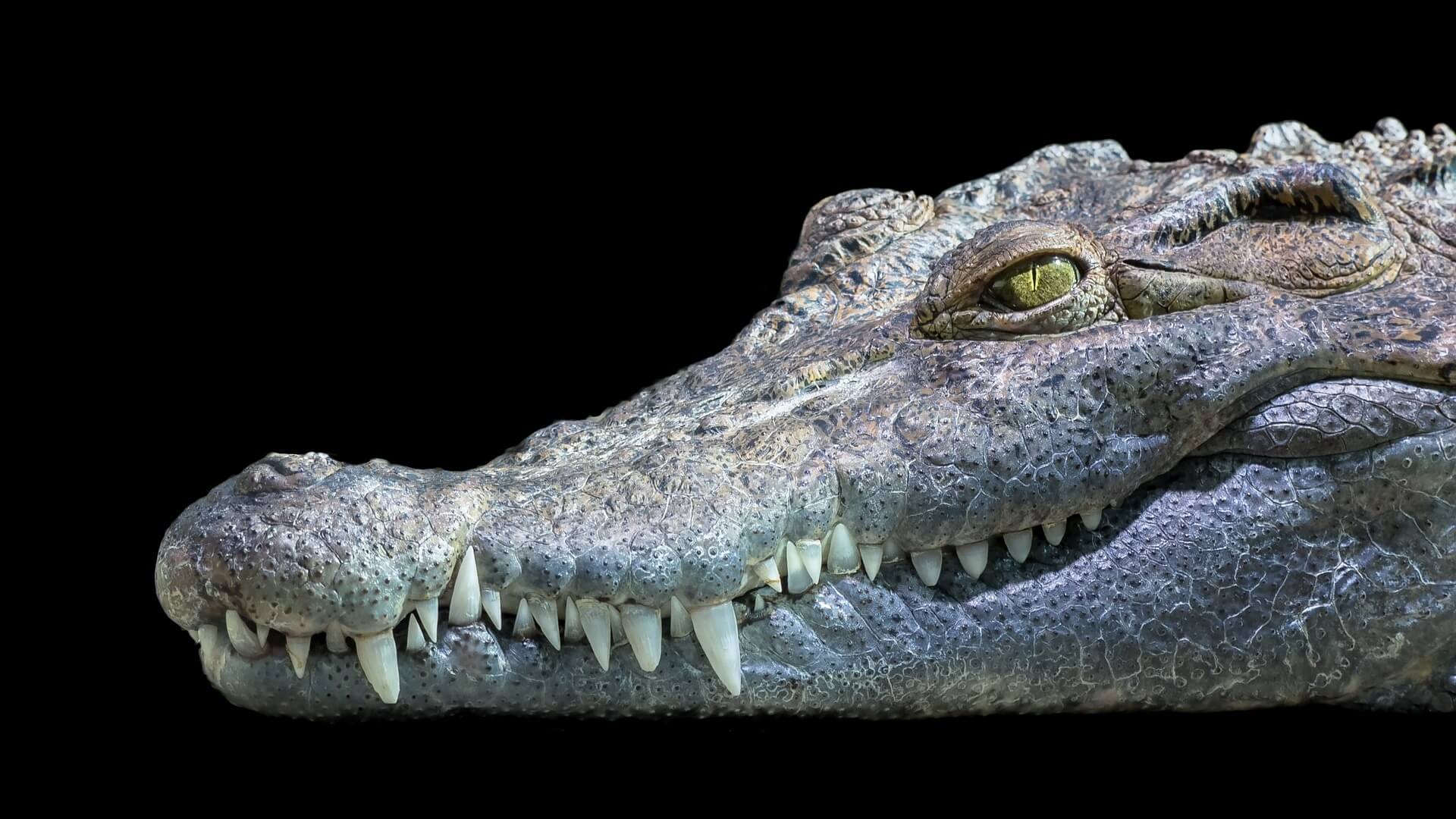 Reptilien
