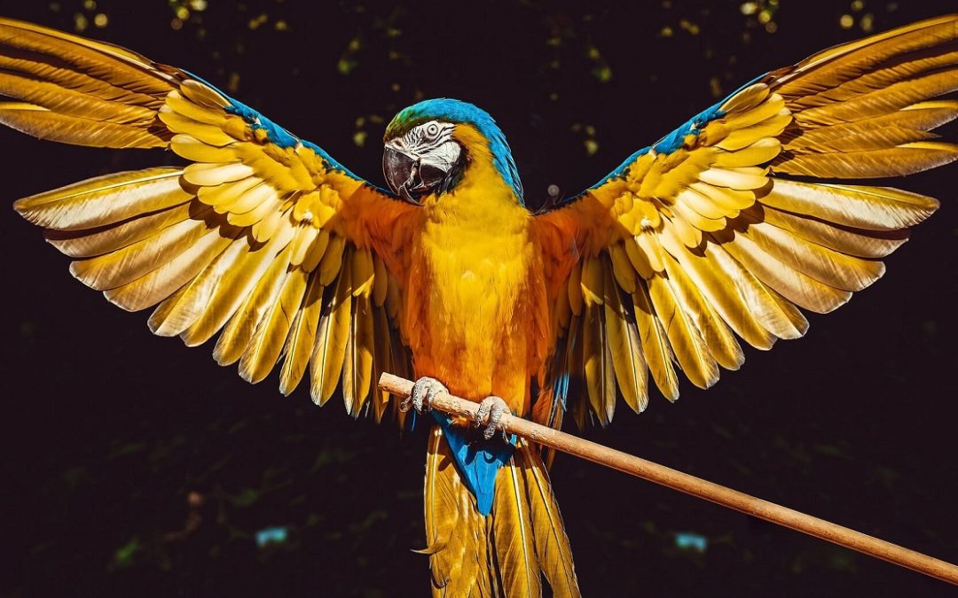 Papagei als Haustier - Alles was du über Papageien wissen musst