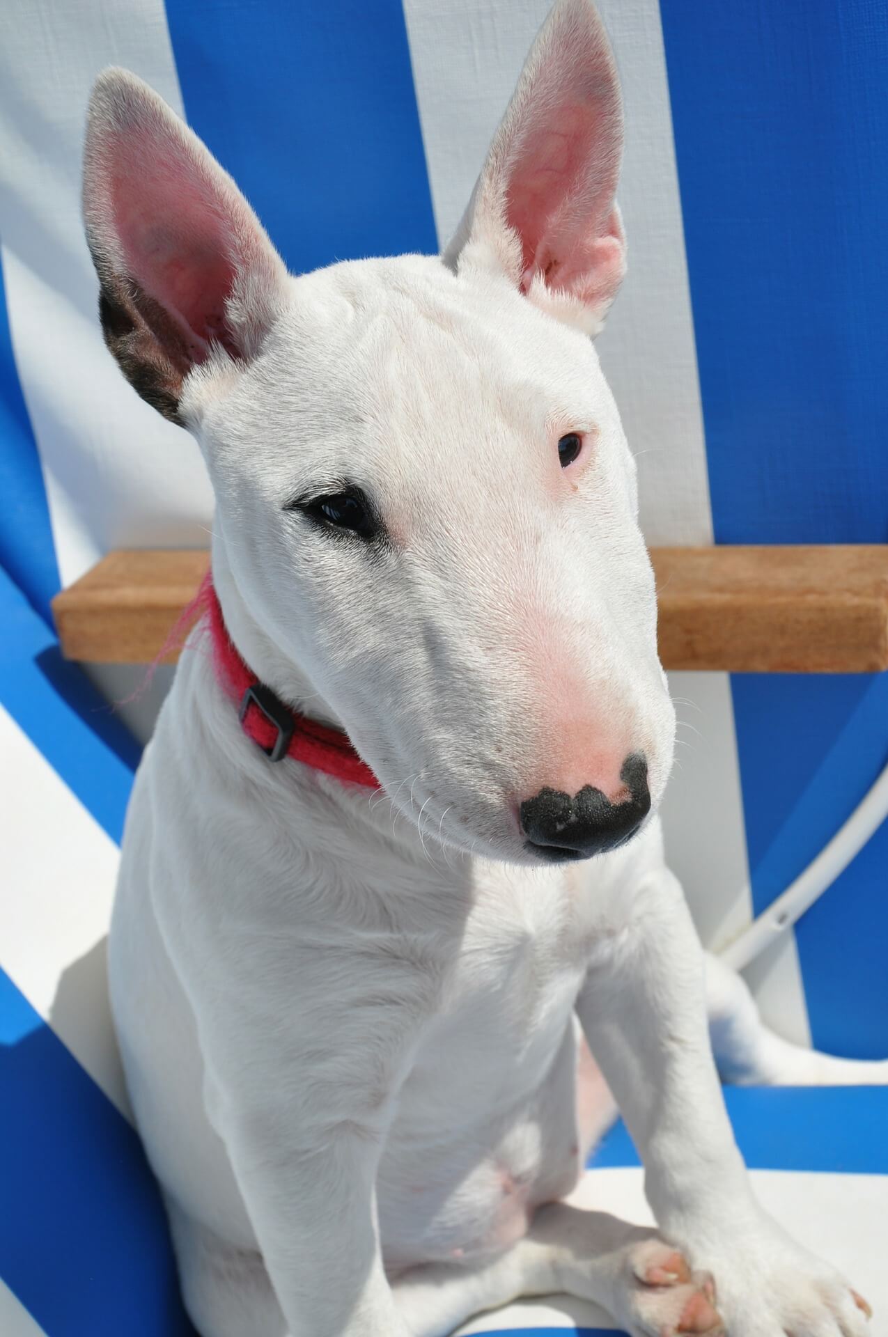 Bullterrier
