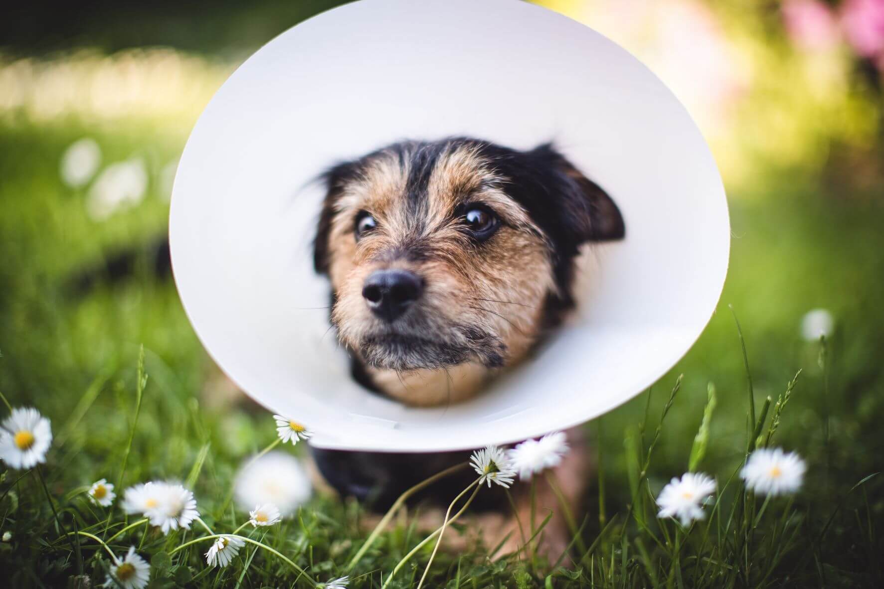 hund-mit-halskrause